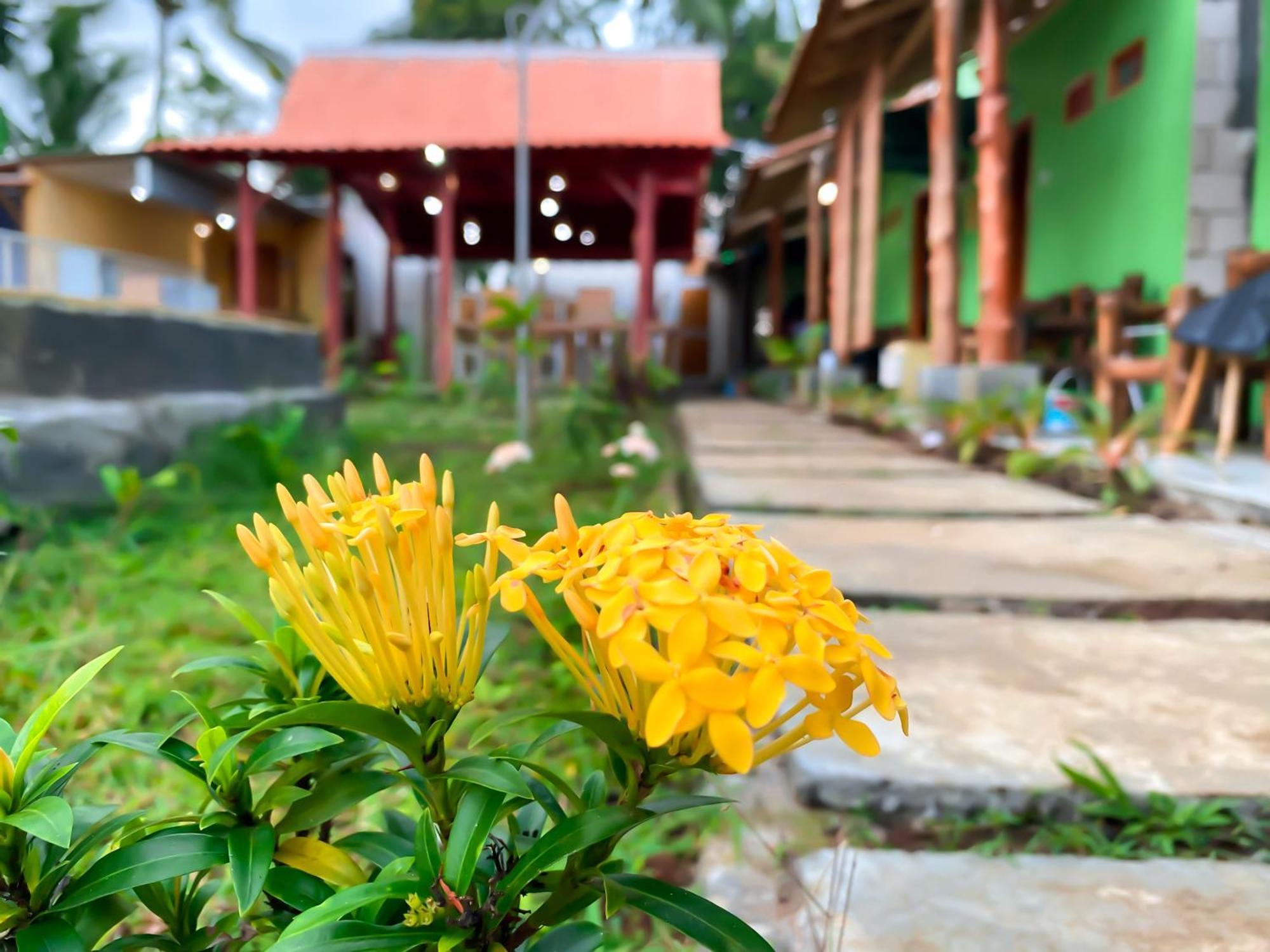 Wooden Kemiren Homestay Banyuwangi Banyuwangi  Extérieur photo